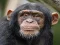 Cluiche Chimpanzee Jigsaw ar líne