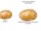 Cluiche Potato Construct 2 Edition ar líne