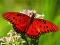 Cluiche Nature Jigsaw Puzzle Butterfly ar líne