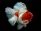Cluiche Gold Fish Jigsaw Puzzle ar líne