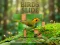 Cluiche Birds Slide ar líne