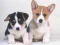 Cluiche Cute Puppies Puzzle ar líne