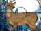 Cluiche Sniper Stag Hunter ar líne