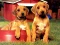 Cluiche Puppy Pairs Puzzle ar líne