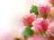 Cluiche Pink Roses ar líne