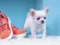 Cluiche Lovely Puppy Puzzle ar líne