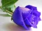 Cluiche Blue Roses ar líne