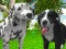 Cluiche Dog Simulator 3d ar líne