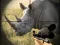 Cluiche Wild Rhino Hunter ar líne