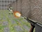 Cluiche Bullet Fire ar líne