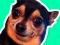 Cluiche What meme dog are you ? ar líne