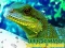 Cluiche Chinese Water Dragon Jigsaw ar líne