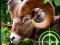 Cluiche Crazy Goat Hunter 2020 ar líne