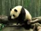 Cluiche Pandas Puzzle ar líne