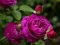 Cluiche Purple Roses ar líne