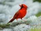 Cluiche Birds Puzzle ar líne