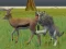Cluiche Wolf Life Simulator ar líne
