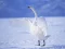 Cluiche Graceful Swans ar líne