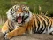 Cluiche Animals Jigsaw Puzzle Tiger ar líne