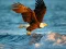 Cluiche Animals Jigsaw Puzzle Eagle ar líne