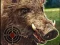 Cluiche Boar Hunting Jigsaw ar líne