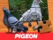 Cluiche Pigeon Jigsaw Puzzle ar líne