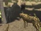 Cluiche African Cheetah Hunting Simulator ar líne