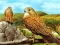 Cluiche Birds of Prey Slide ar líne