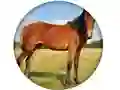 Cluiche Animal Quiz ar líne