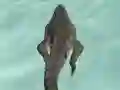 Cluiche Crocodile Simulator Beach Hunt ar líne