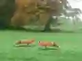Cluiche Hunted Fox ar líne
