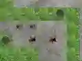 Cluiche Spider Tower Defence ar líne