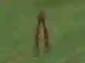 Cluiche Dino Hunt ar líne