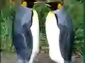 Cluiche Penguin Puzzle ar líne