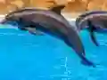 Cluiche Sea Dolphin Jigsaw ar líne