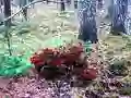 Cluiche Bernati Forest Adventure ar líne