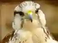 Cluiche Gyrfalcon Jigsaw ar líne