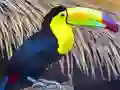 Cluiche Toucan Bird Jigsaw ar líne