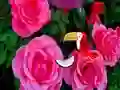 Cluiche Precious Rose Escape ar líne