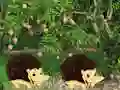 Cluiche Escape From Mango Farm ar líne