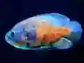 Cluiche Tiger Fish Jigsaw ar líne
