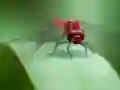 Cluiche Dragon Fly Jigsaw ar líne