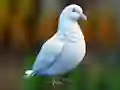 Cluiche Realistic Pigeon Rescue ar líne
