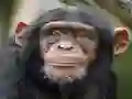 Cluiche Chimpanzee Jigsaw ar líne