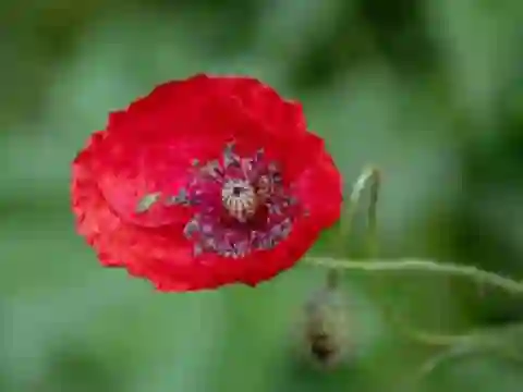 Cluiche Poppy Nature Flower Jigsaw ar líne