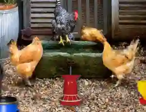 Cluiche Poultry Farm Easter Escape ar líne