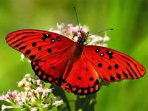 Cluiche Nature Jigsaw Puzzle Butterfly ar líne