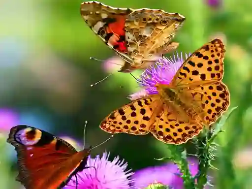 Cluiche Butterfly Slide ar líne