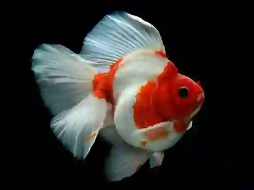 Cluiche Gold Fish Jigsaw Puzzle ar líne