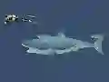 Cluiche Mad Shark ar líne